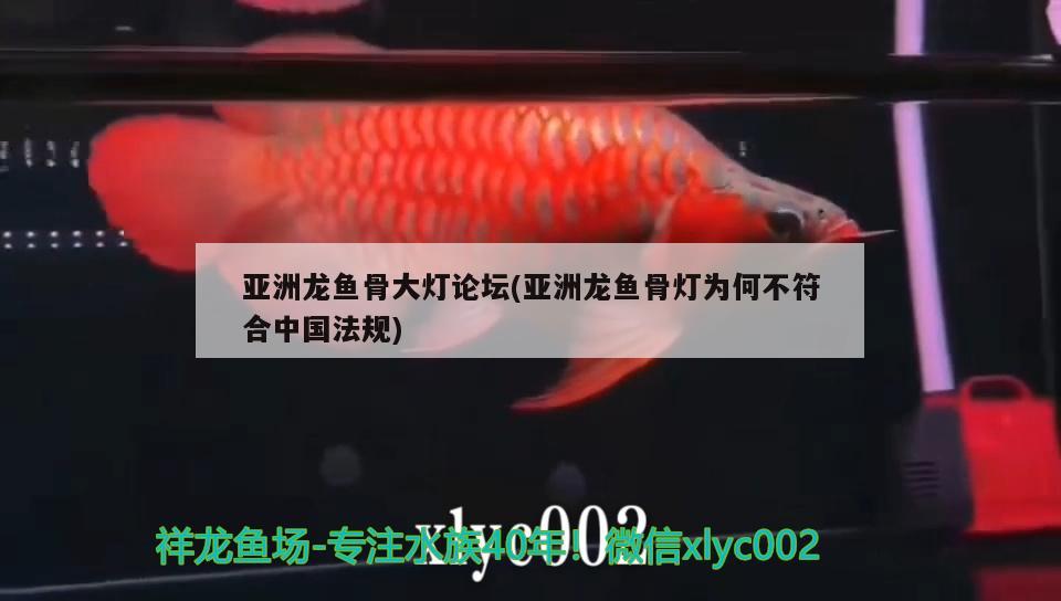 亞洲龍魚骨大燈論壇(亞洲龍魚骨燈為何不符合中國法規(guī)) 觀賞魚