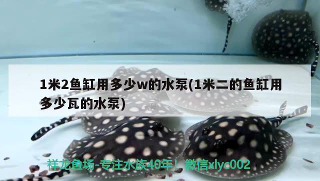 1米2魚缸用多少w的水泵(1米二的魚缸用多少瓦的水泵) 祥龍水族濾材/器材