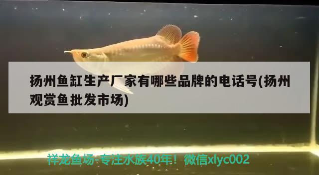 揚(yáng)州魚(yú)缸生產(chǎn)廠(chǎng)家有哪些品牌的電話(huà)號(hào)(揚(yáng)州觀(guān)賞魚(yú)批發(fā)市場(chǎng))