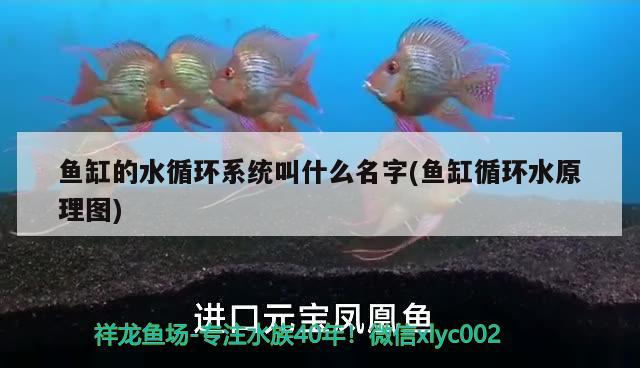 魚缸的水循環(huán)系統(tǒng)叫什么名字(魚缸循環(huán)水原理圖) 銀龍魚苗