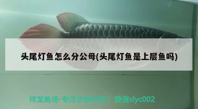 頭尾燈魚怎么分公母(頭尾燈魚是上層魚嗎)