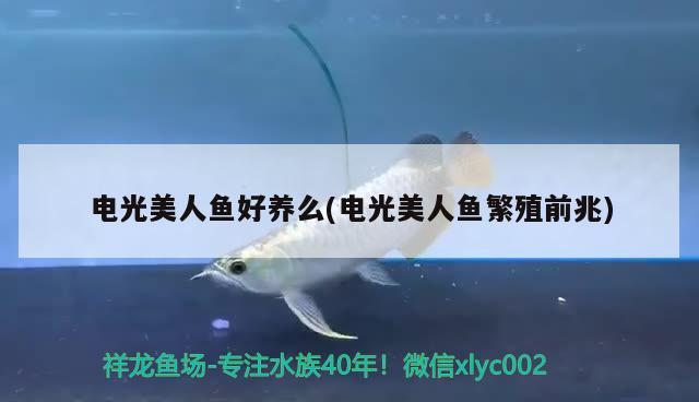 電光美人魚好養(yǎng)么(電光美人魚繁殖前兆)