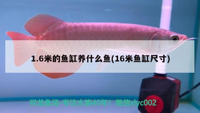 1.6米的魚缸養(yǎng)什么魚(16米魚缸尺寸)