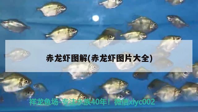 赤龍蝦圖解(赤龍蝦圖片大全) 觀賞魚