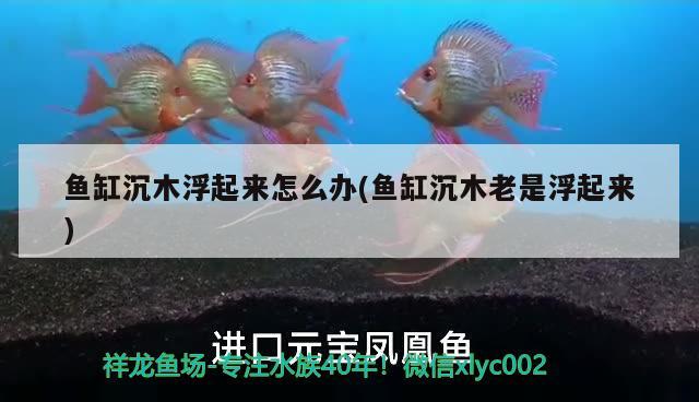 魚缸沉木浮起來怎么辦(魚缸沉木老是浮起來)