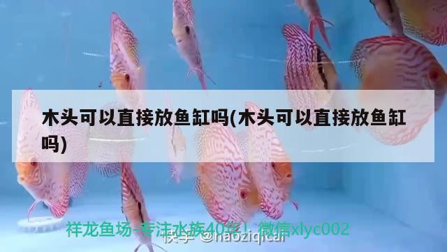 木頭可以直接放魚缸嗎(木頭可以直接放魚缸嗎) 虎斑恐龍魚