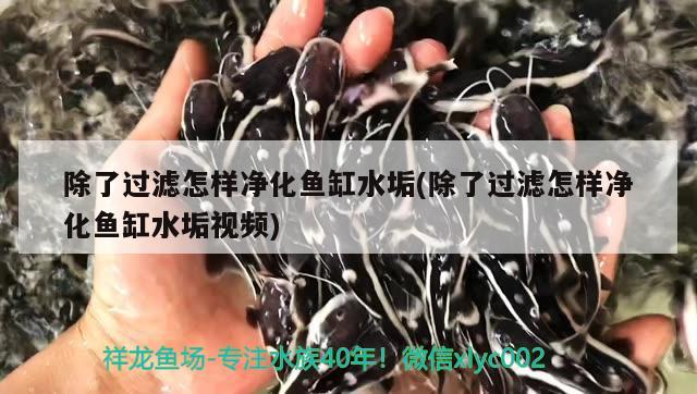 除了過濾怎樣凈化魚缸水垢(除了過濾怎樣凈化魚缸水垢視頻) 豬鼻龜百科