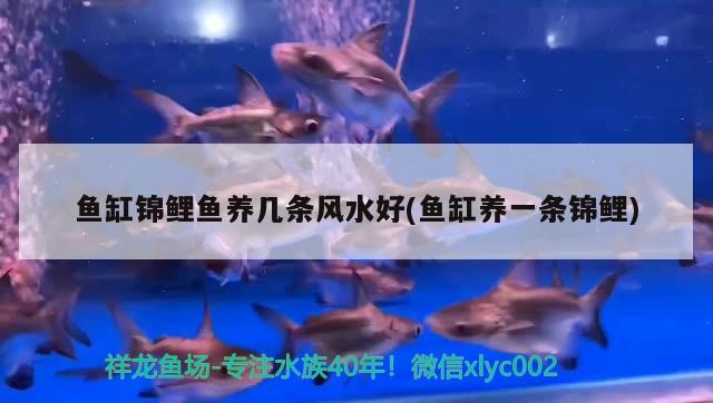 魚缸錦鯉魚養(yǎng)幾條風(fēng)水好(魚缸養(yǎng)一條錦鯉) 魚缸風(fēng)水