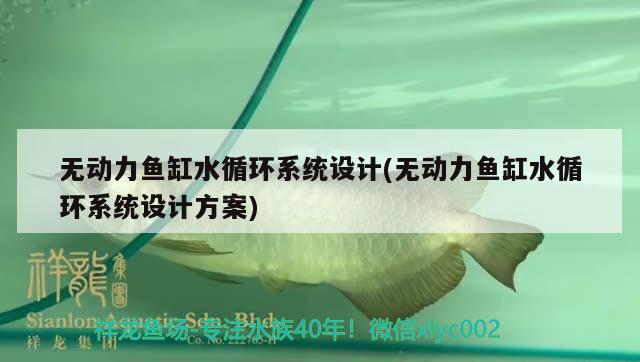 無動力魚缸水循環(huán)系統(tǒng)設計(無動力魚缸水循環(huán)系統(tǒng)設計方案) 戰(zhàn)車紅龍魚