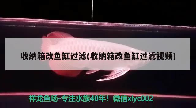 收納箱改魚(yú)缸過(guò)濾(收納箱改魚(yú)缸過(guò)濾視頻) 吉羅魚(yú)批發(fā)