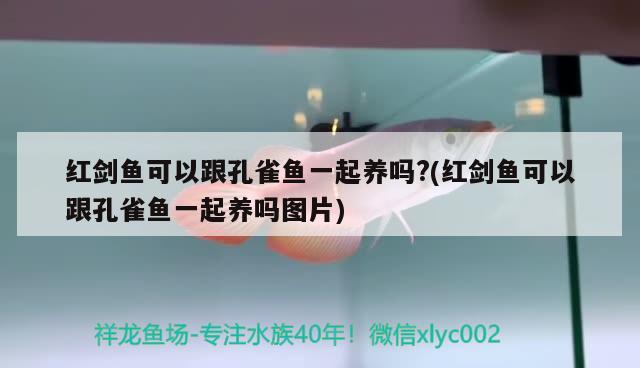 紅劍魚(yú)可以跟孔雀魚(yú)一起養(yǎng)嗎?(紅劍魚(yú)可以跟孔雀魚(yú)一起養(yǎng)嗎圖片)