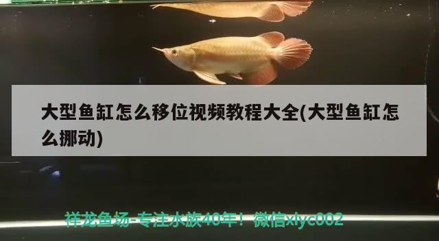 大型魚缸怎么移位視頻教程大全(大型魚缸怎么挪動(dòng)) 青龍魚