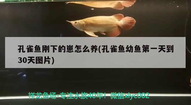 孔雀魚剛下的崽怎么養(yǎng)(孔雀魚幼魚第一天到30天圖片)