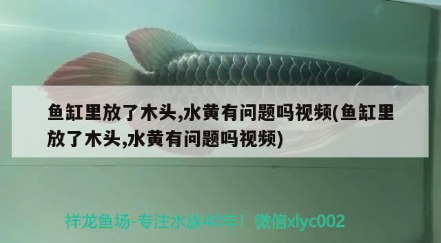 魚(yú)缸里放了木頭,水黃有問(wèn)題嗎視頻(魚(yú)缸里放了木頭,水黃有問(wèn)題嗎視頻)