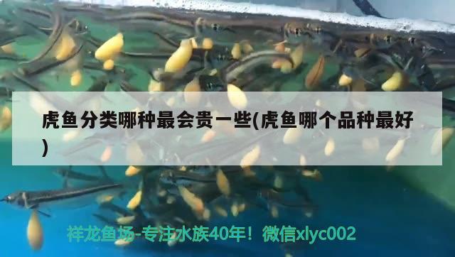 虎魚分類哪種最會貴一些(虎魚哪個品種最好)