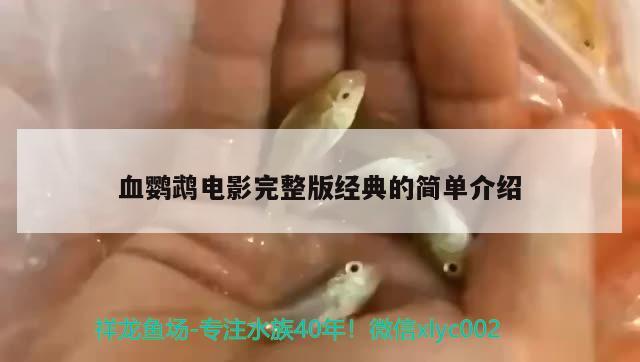 血鸚鵡電影完整版經典的簡單介紹 鸚鵡魚