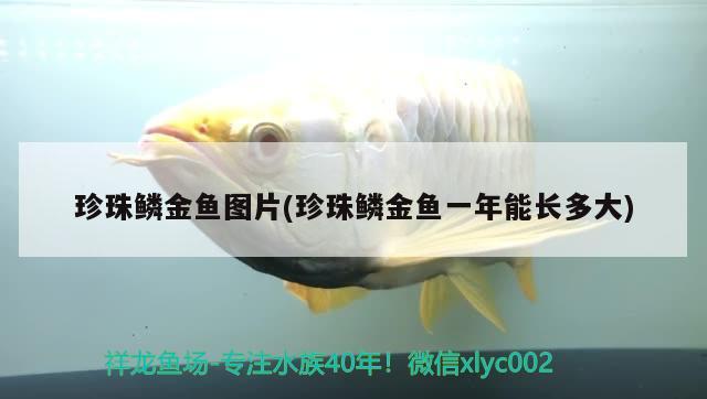 珍珠鱗金魚(yú)圖片(珍珠鱗金魚(yú)一年能長(zhǎng)多大) 觀賞魚(yú)