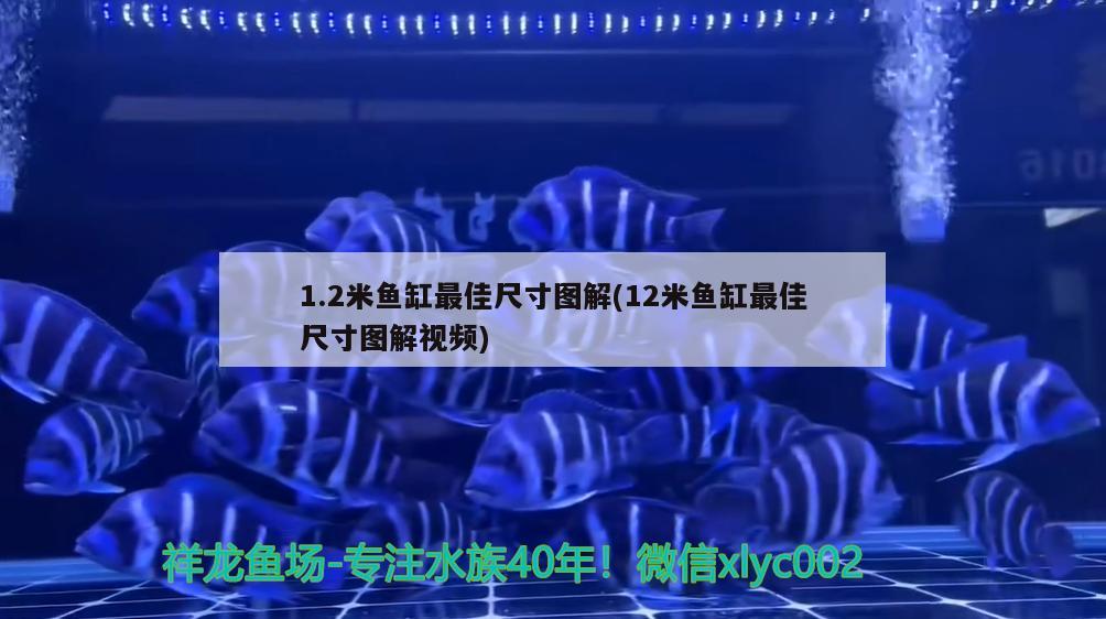 1.2米魚缸最佳尺寸圖解(12米魚缸最佳尺寸圖解視頻)