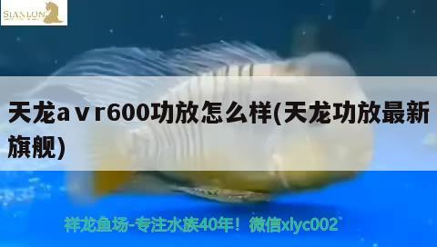 天龍aⅴr600功放怎么樣(天龍功放最新旗艦) 觀賞魚