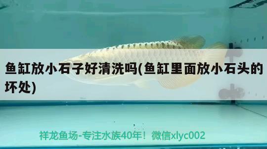 魚(yú)缸放小石子好清洗嗎(魚(yú)缸里面放小石頭的壞處)