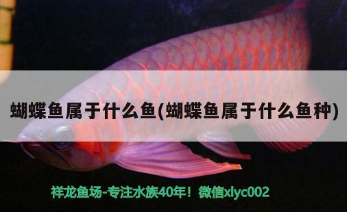 蝴蝶魚屬于什么魚(蝴蝶魚屬于什么魚種) 蝴蝶鯉