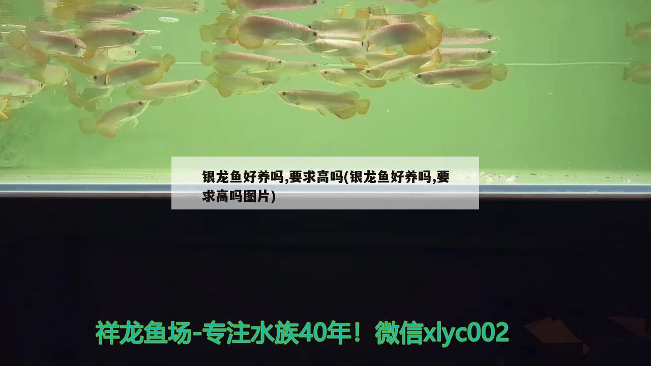 銀龍魚好養(yǎng)嗎,要求高嗎(銀龍魚好養(yǎng)嗎,要求高嗎圖片)