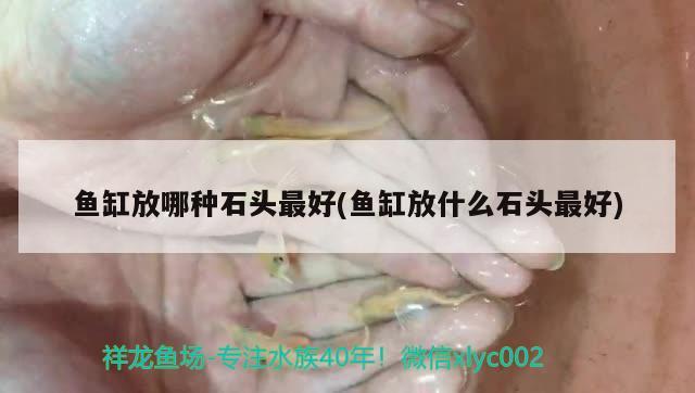 魚(yú)缸放哪種石頭最好(魚(yú)缸放什么石頭最好)