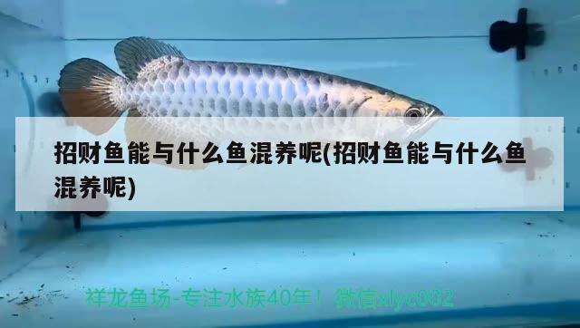 招財(cái)魚能與什么魚混養(yǎng)呢(招財(cái)魚能與什么魚混養(yǎng)呢)