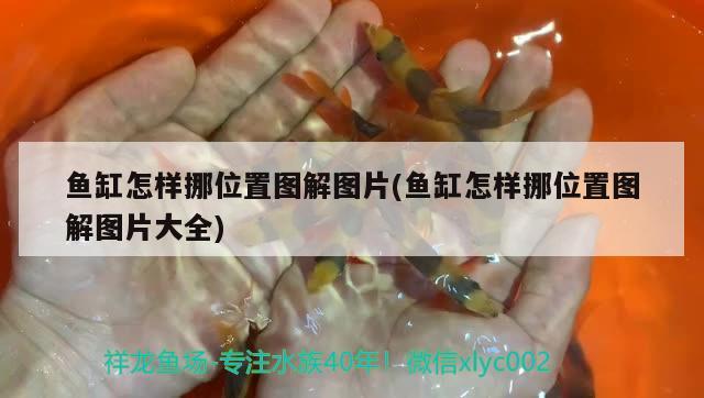 魚缸怎樣挪位置圖解圖片(魚缸怎樣挪位置圖解圖片大全) 斑馬鴨嘴魚苗