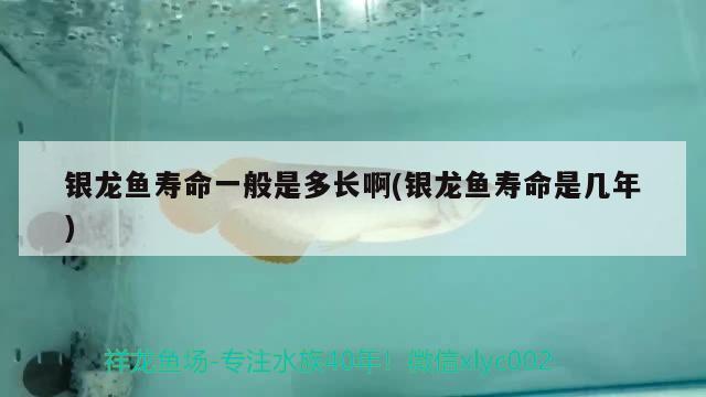 銀龍魚(yú)壽命一般是多長(zhǎng)啊(銀龍魚(yú)壽命是幾年)