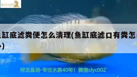 魚缸底濾糞便怎么清理(魚缸底濾口有糞怎么辦)