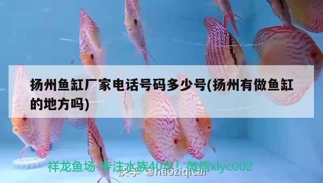 揚州魚缸廠家電話號碼多少號(揚州有做魚缸的地方嗎) 夢幻雷龍魚