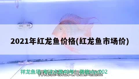 2021年紅龍魚價(jià)格(紅龍魚市場(chǎng)價(jià))