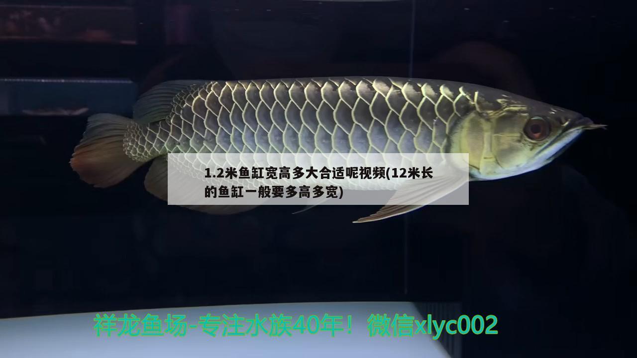 1.2米魚缸寬高多大合適呢視頻(12米長的魚缸一般要多高多寬)