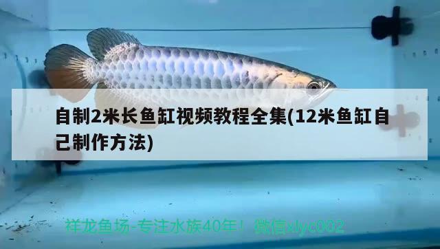 自制2米長魚缸視頻教程全集(12米魚缸自己制作方法) 蝴蝶鯉