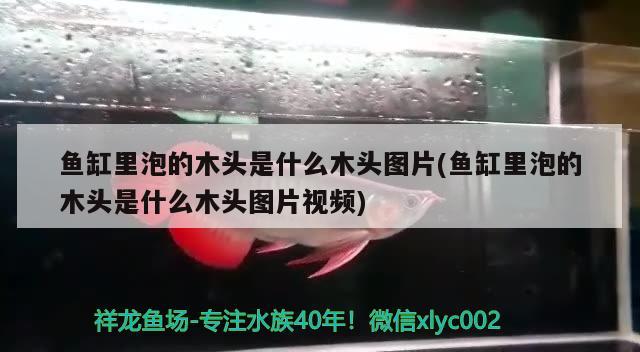 魚缸里泡的木頭是什么木頭圖片(魚缸里泡的木頭是什么木頭圖片視頻) 巴西亞魚