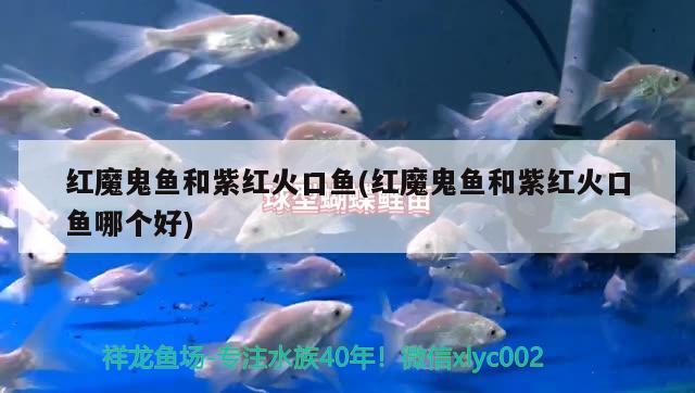 紅魔鬼魚和紫紅火口魚(紅魔鬼魚和紫紅火口魚哪個(gè)好)