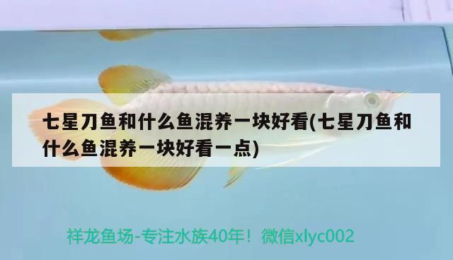 七星刀魚(yú)和什么魚(yú)混養(yǎng)一塊好看(七星刀魚(yú)和什么魚(yú)混養(yǎng)一塊好看一點(diǎn)) 觀賞魚(yú)