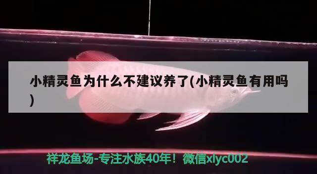 小精靈魚(yú)為什么不建議養(yǎng)了(小精靈魚(yú)有用嗎) 觀(guān)賞魚(yú)