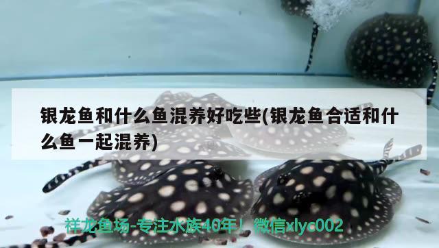 銀龍魚和什么魚混養(yǎng)好吃些(銀龍魚合適和什么魚一起混養(yǎng)) 銀龍魚