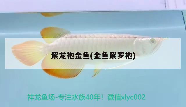 紫龍袍金魚(金魚紫羅袍) 觀賞魚