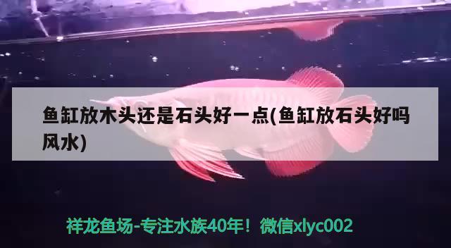 魚缸放木頭還是石頭好一點(魚缸放石頭好嗎風水)