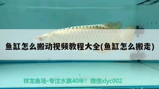 魚(yú)缸怎么搬動(dòng)視頻教程大全(魚(yú)缸怎么搬走)