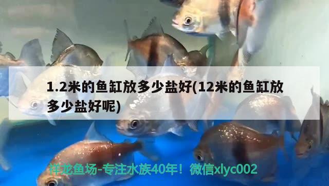 1.2米的魚缸放多少鹽好(12米的魚缸放多少鹽好呢) 黃金夢幻雷龍魚