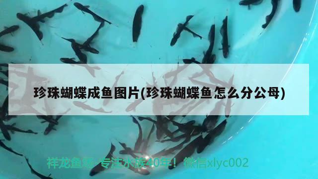 珍珠蝴蝶成魚(yú)圖片(珍珠蝴蝶魚(yú)怎么分公母) 蝴蝶鯉