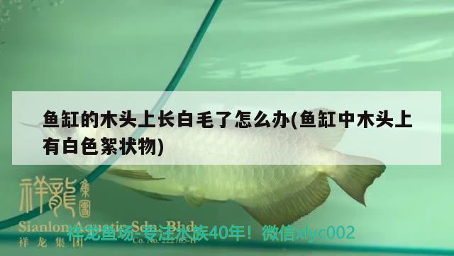 魚(yú)缸的木頭上長(zhǎng)白毛了怎么辦(魚(yú)缸中木頭上有白色絮狀物)