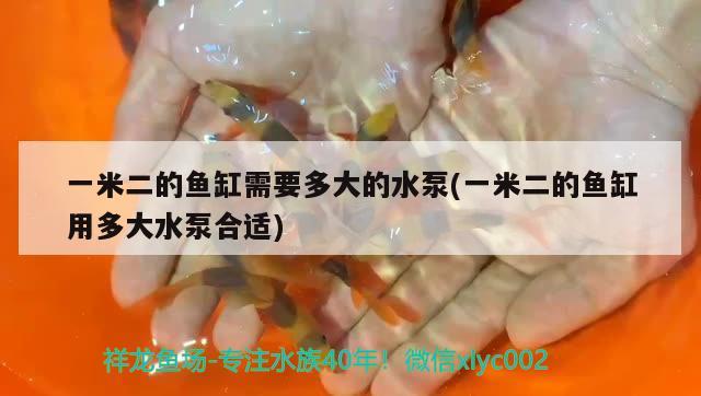 一米二的魚缸需要多大的水泵(一米二的魚缸用多大水泵合適) 埃及神仙魚