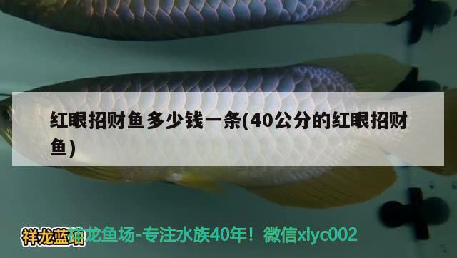 紅眼招財(cái)魚(yú)多少錢(qián)一條(40公分的紅眼招財(cái)魚(yú)) 觀賞魚(yú)