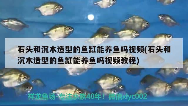 石頭和沉木造型的魚缸能養(yǎng)魚嗎視頻(石頭和沉木造型的魚缸能養(yǎng)魚嗎視頻教程) 水族燈（魚缸燈）