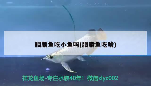 胭脂魚(yú)吃小魚(yú)嗎(胭脂魚(yú)吃啥) 觀賞魚(yú)